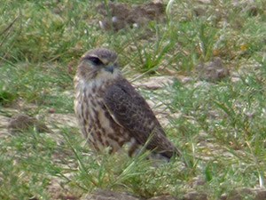 A lovely Merlin surveys its surrundings - Falco columbarius © John Muddeman